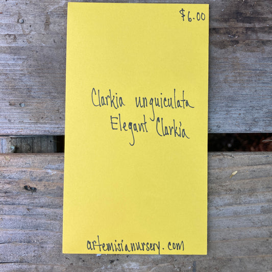 Clarkia unguiculata - Elegant Clarkia Seeds