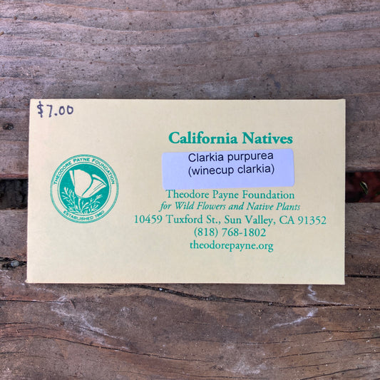 Clarkia purpurea - Winecup Clarkia - Theodore Payne Foundation