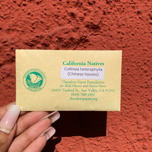 Chinese Houses - Collinsia heterophylla - Theodore Payne Foundation