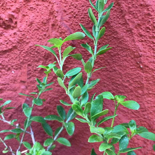 Galvezia speciosa - Island Snapdragon