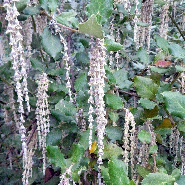 Garrya elliptica - Coast Silk Tassel