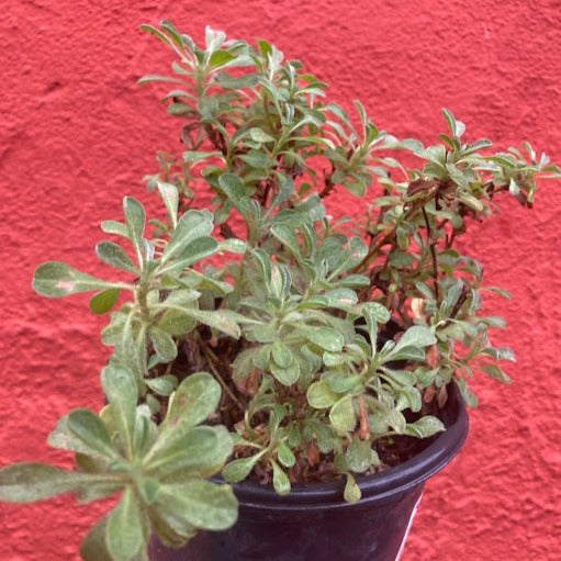 Heterotheca sessiliflora ssp. bolanderi 'San Bruno Mountain' - Telegraph Weed