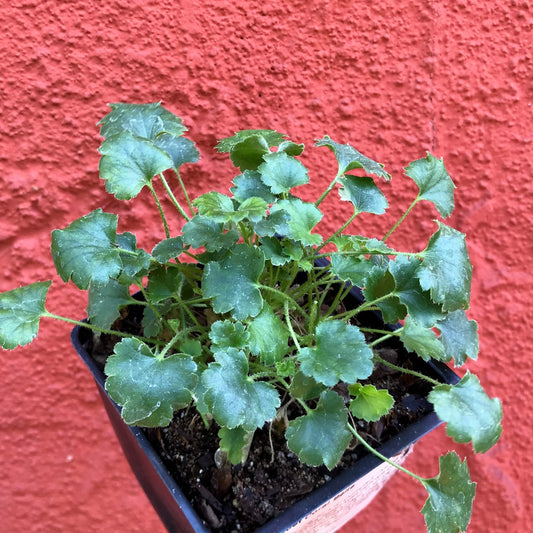 Heuchera 'Canyon Duet' - Coral Bells