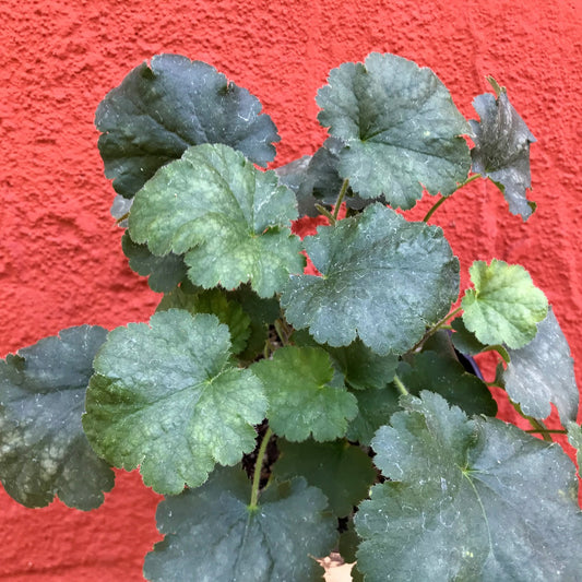 Heuchera 'Rosada' - Rosada Coral Bells