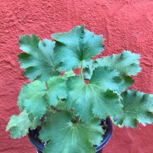 Heuchera maxima - Island Alum Root