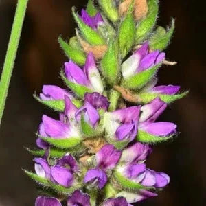 Hoita macrostachya - Leather Root