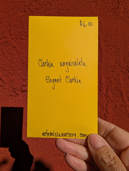 Clarkia unguiculata - Elegant Clarkia Seeds