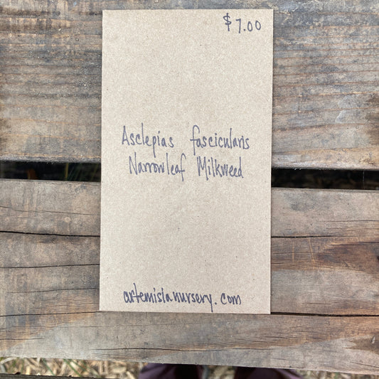 Asclepias fascicularis - Narrow-Leaf Milkweed Seeds