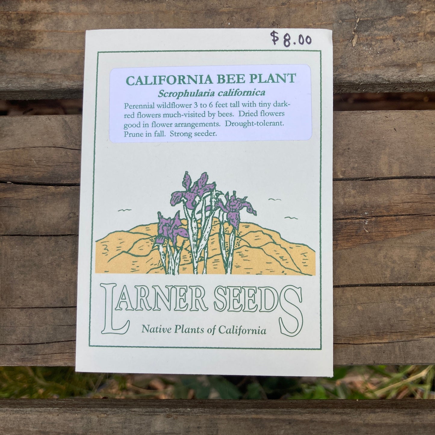 California Bee Plant Seeds - Scrophularia californica - Larner Seeds