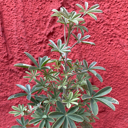 Lupinus longifolius - Long Leaf Bush Lupine