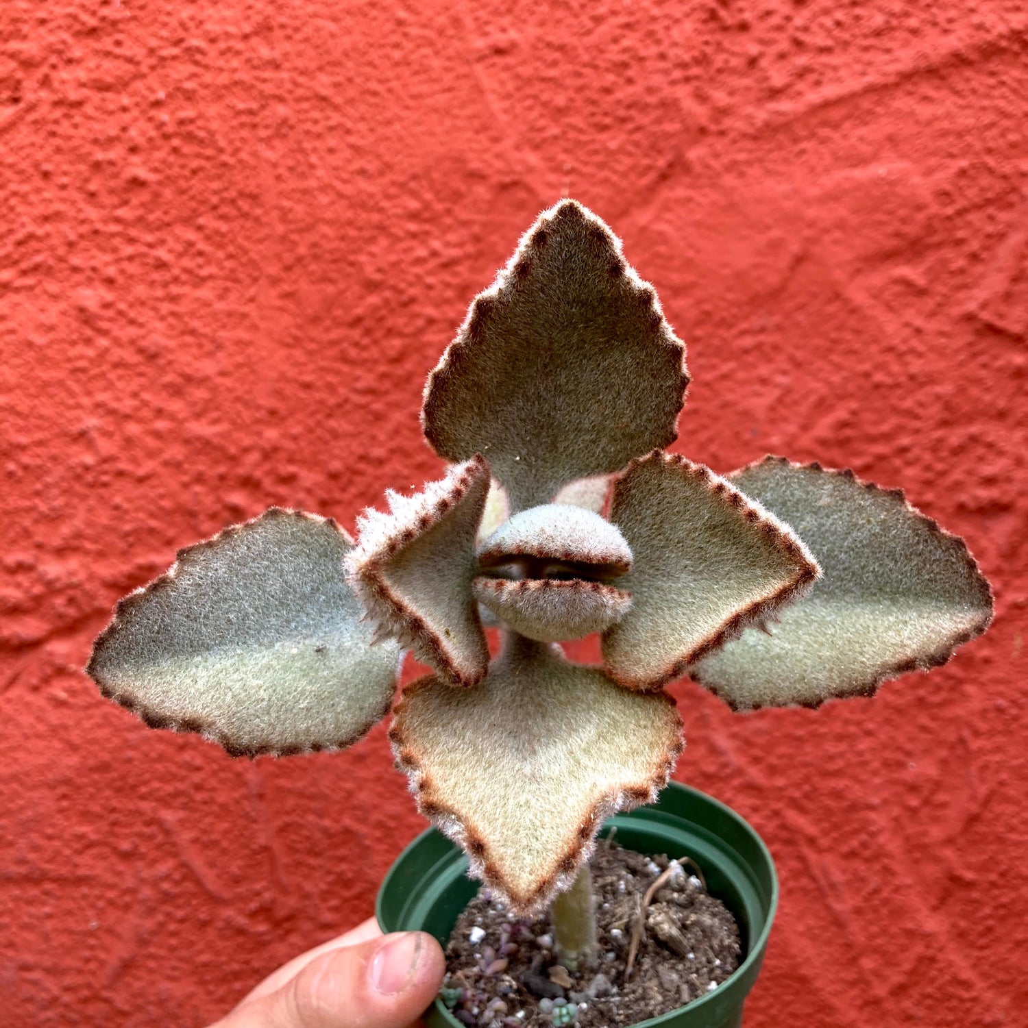 velvet elephant ear succulent Kalanchoe beharensis