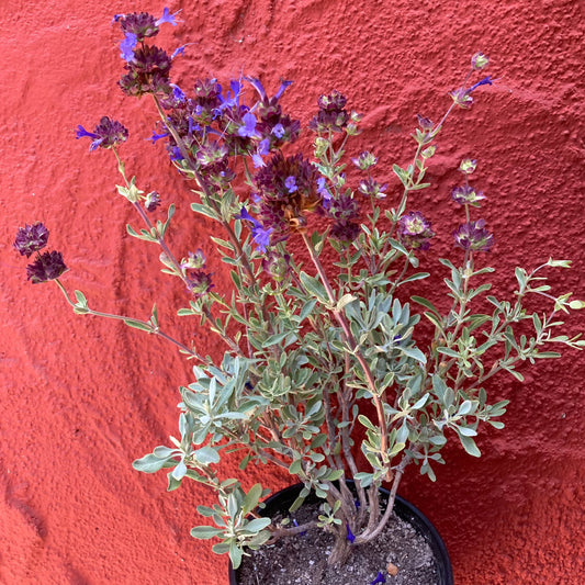 Salvia 'Celestial Blue' - Celestial Blue Sage