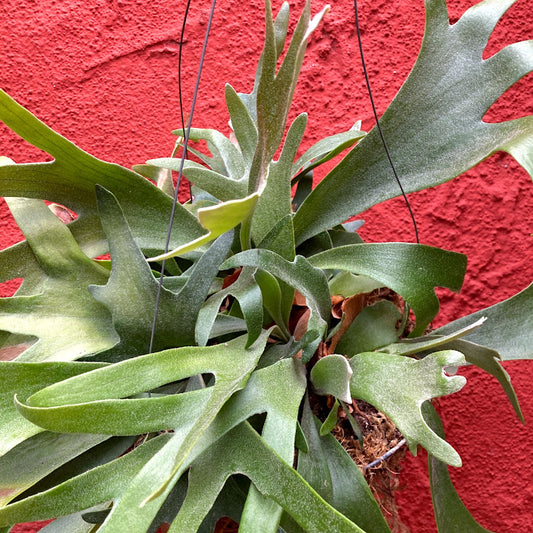 Platycerium sp. - Staghorn Fern