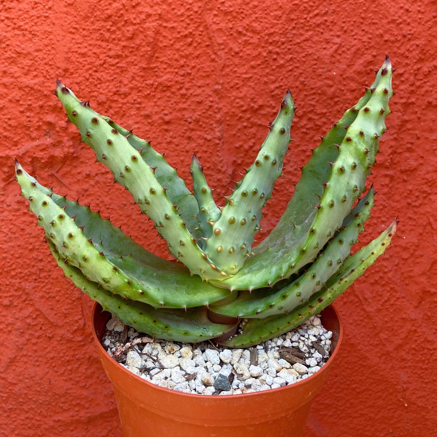 Aloe marlothii - Mountain Aloe