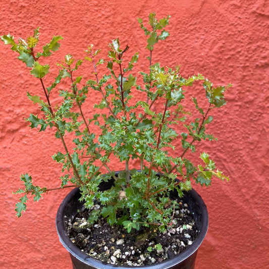 Quercus berberidifolia - Scrub Oak