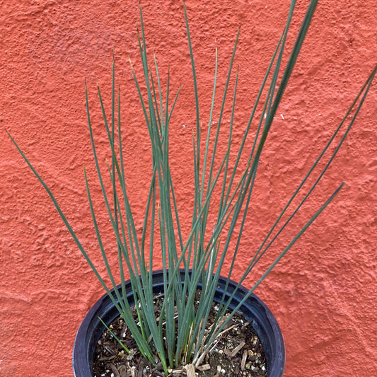 Juncus patens 'Carman's Grey' - California Grey Rush