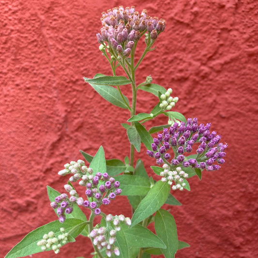 Pluchea odorata - Marsh Fleabane