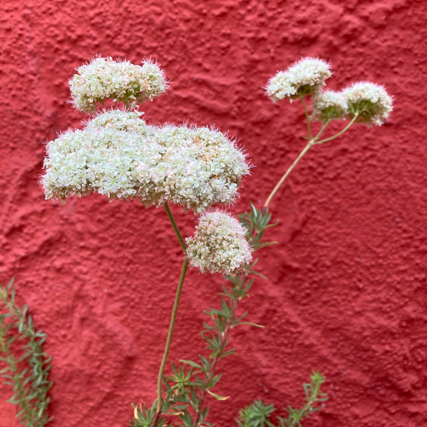 Eriogonum fasciculatum var. fasciculatum - Coastal California Buckwheat