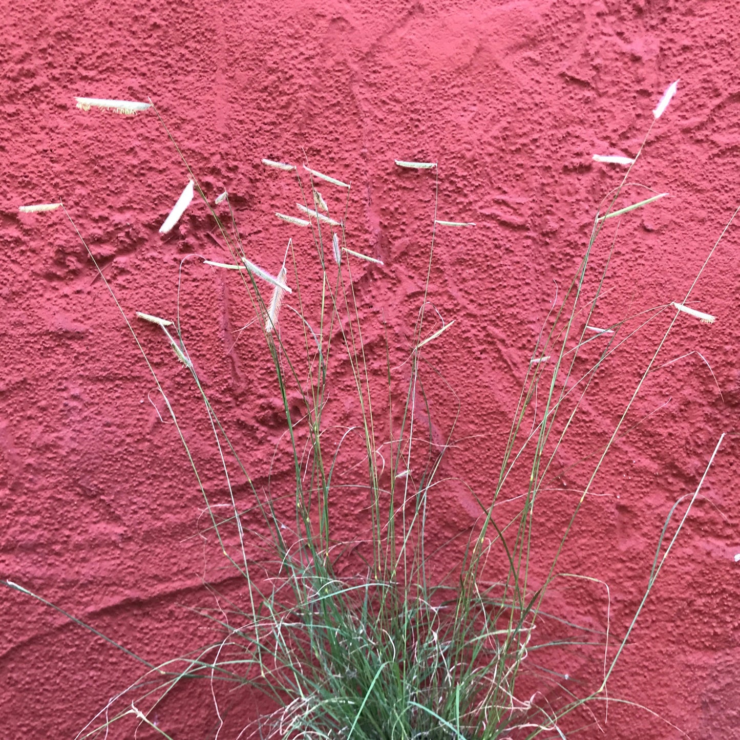 Bouteloua gracilis 'Blonde Ambition'