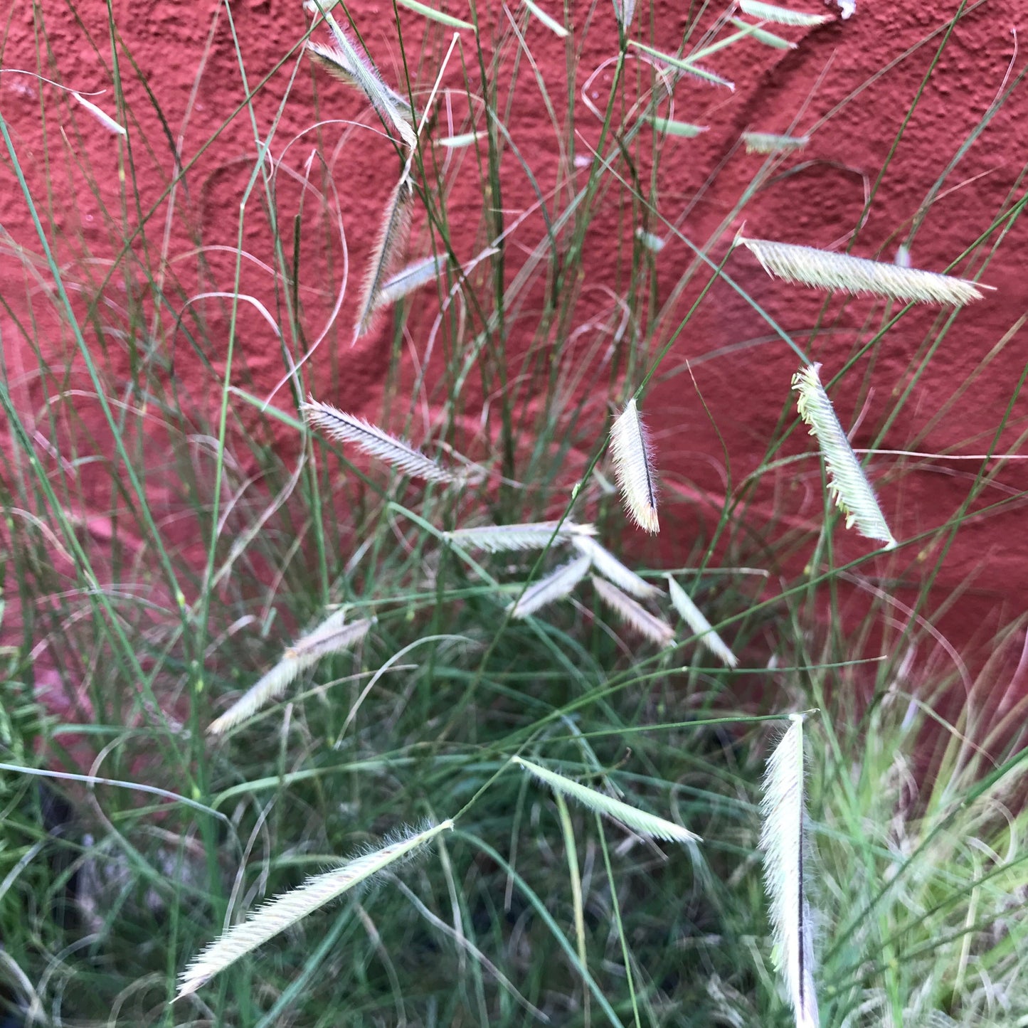 Bouteloua gracilis 'Blonde Ambition'