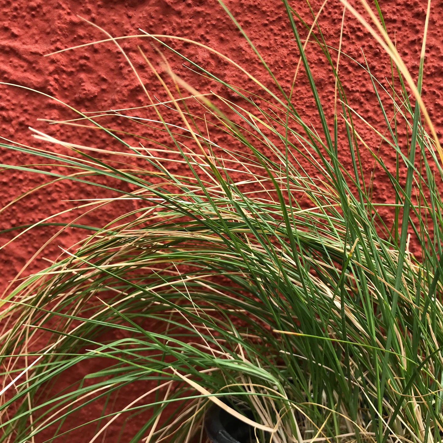 Carex praegracilis - Clustered Meadow Sedge