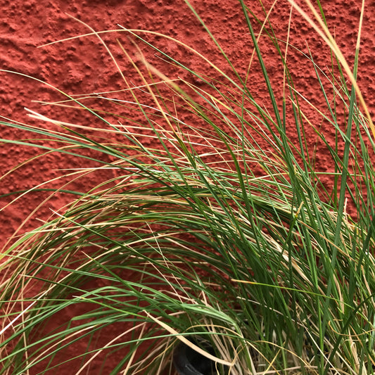 Carex praegracilis - Clustered Meadow Sedge