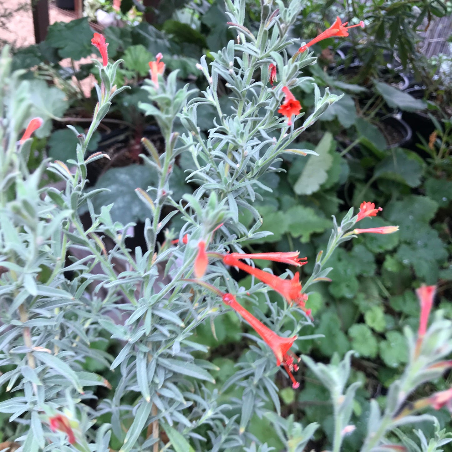 Epilobium canum (syn. Zauschneria californica) - California Fuchsia