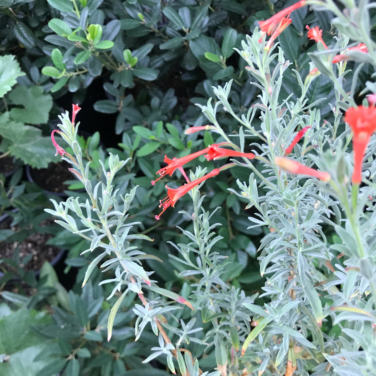 Epilobium canum (syn. Zauschneria californica) - California Fuchsia