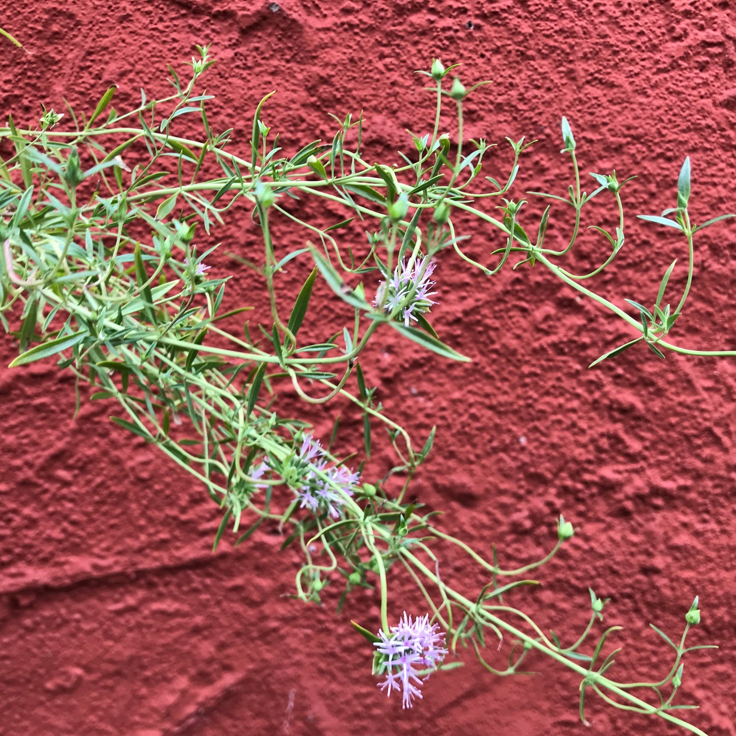 Monardella linoides ssp. viminea - Willowy Mint