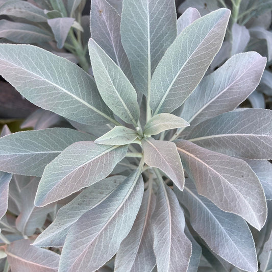 Salvia apiana - White Sage