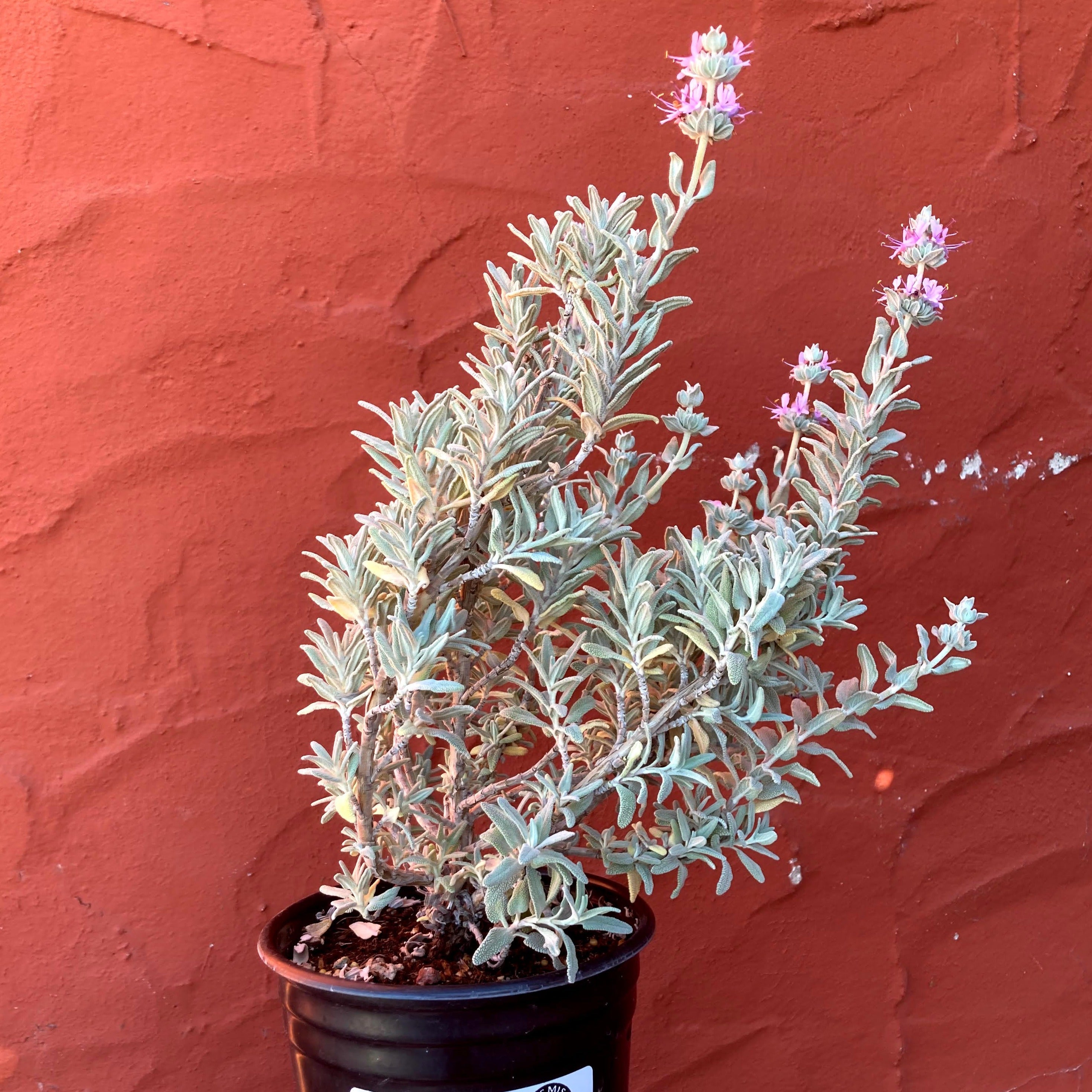 Salvia leucophylla - Purple Sage – Artemisia Nursery