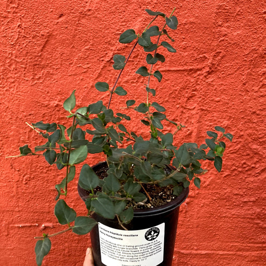 Lonicera hispidula ssp. vacillans - California Honeysuckle