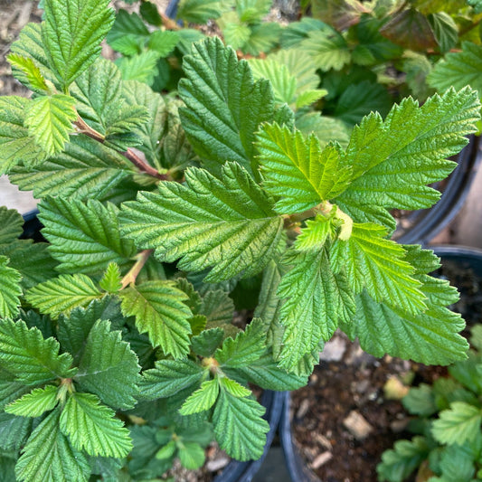 Holodiscus discolor - Creambush