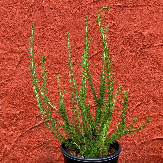 Eriogonum fasciculatum var. foliolosum - Eastern Mojave Buckwheat