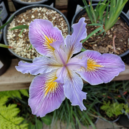 Iris 'PCH Hybrids' - Pacific Coast Hybrid Iris