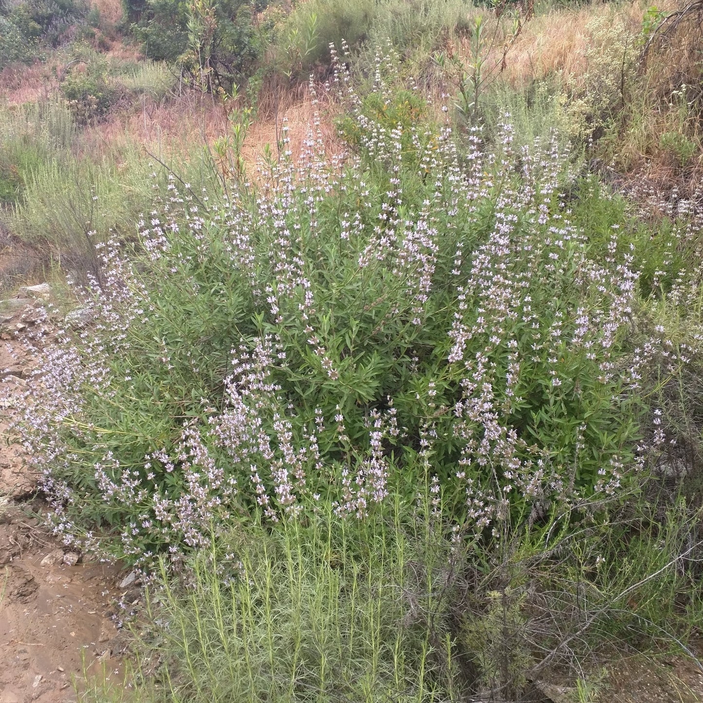 Salvia mellifera - Black Sage