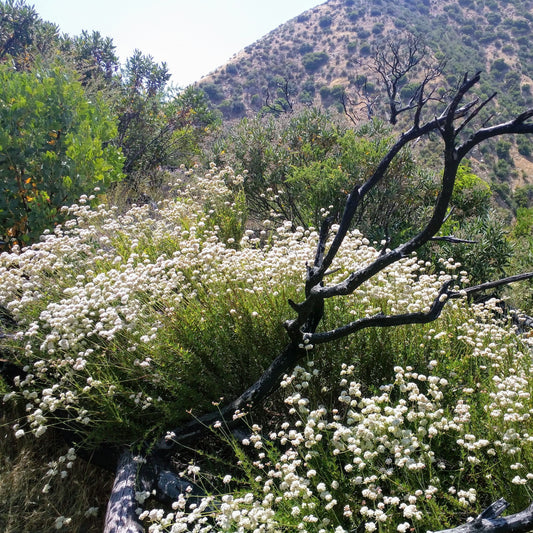 Eriogonum fasciculatum - California Buckwheat