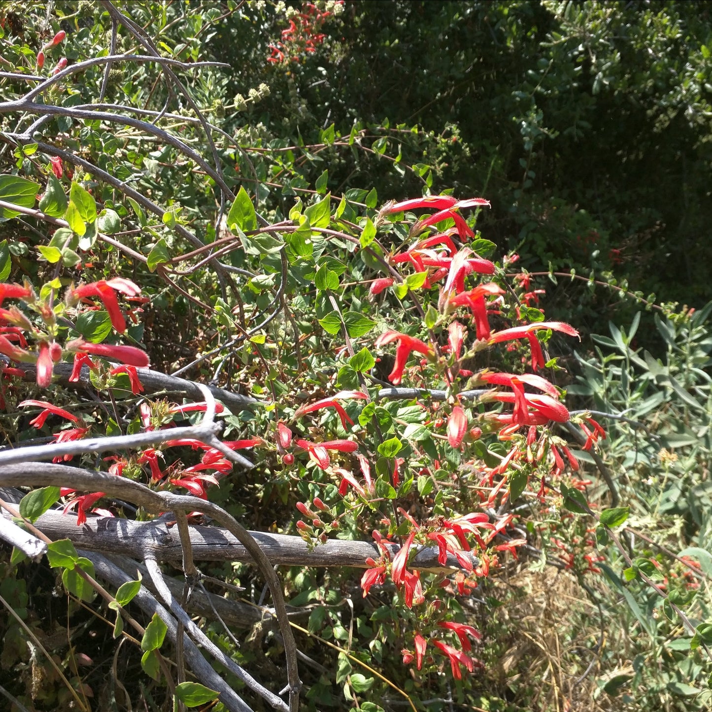 Keckiella cordifolia - Heartleaf Penstemon