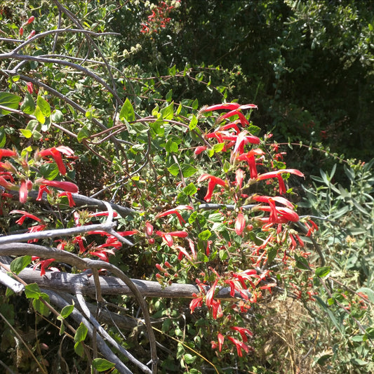 Keckiella cordifolia - Heartleaf Penstemon