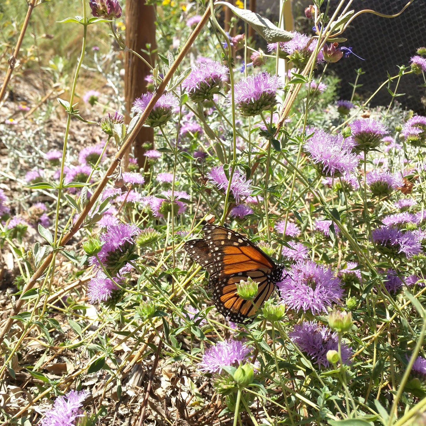 Monardella villosa 'Russian River' - Russian River Coyote Mint