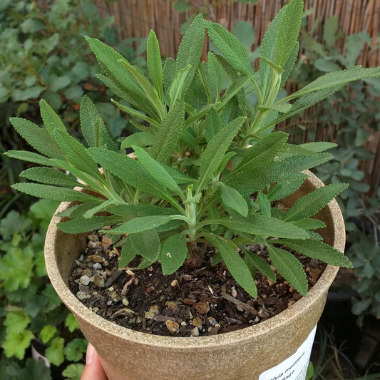 Salvia mellifera - Black Sage