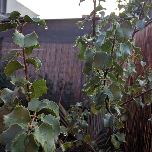 Prunus ilicifolia ssp. ilicifolia - Hollyleaf Cherry