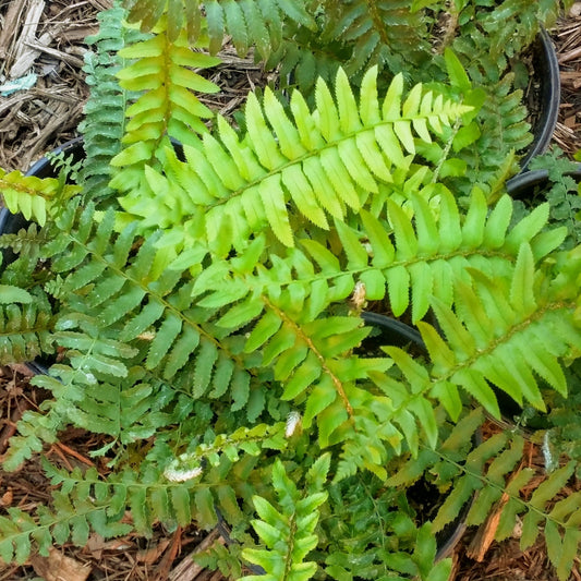 Polystichum munitum - Western Sword Fern