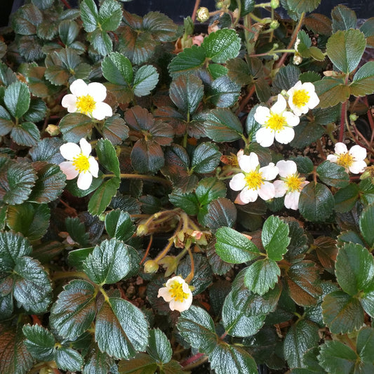 Fragaria chiloensis - Beach Strawberry