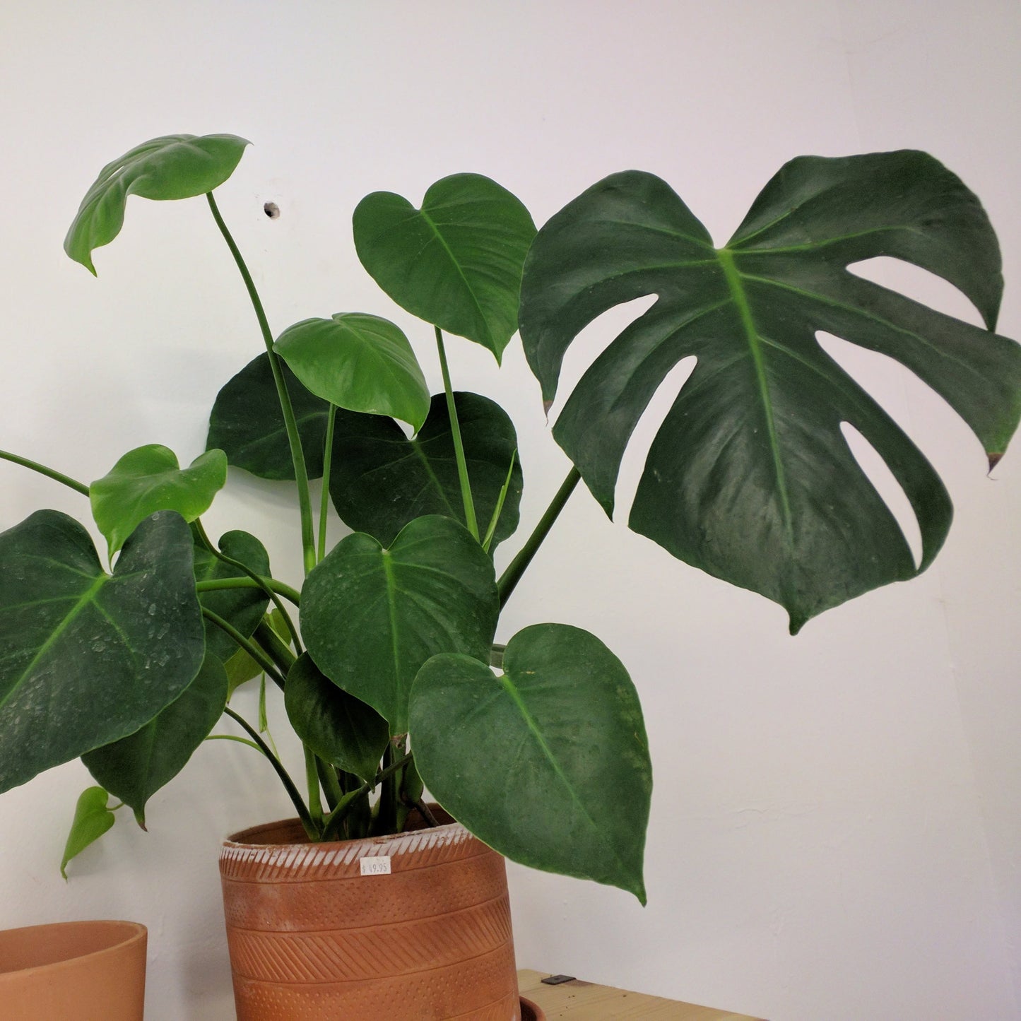 Monstera deliciosa - Split Leaf Philodendron