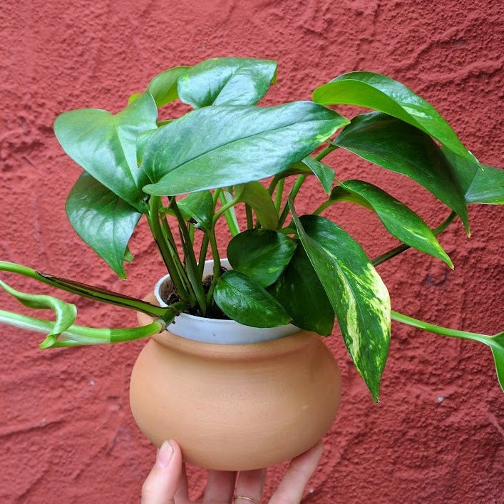 Epipremnum aureum - Golden Pothos