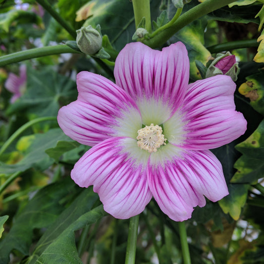 Lavatera assurgentiflora (syn. Malva assurgentiflora) - Tree Mallow , Malva Rosa