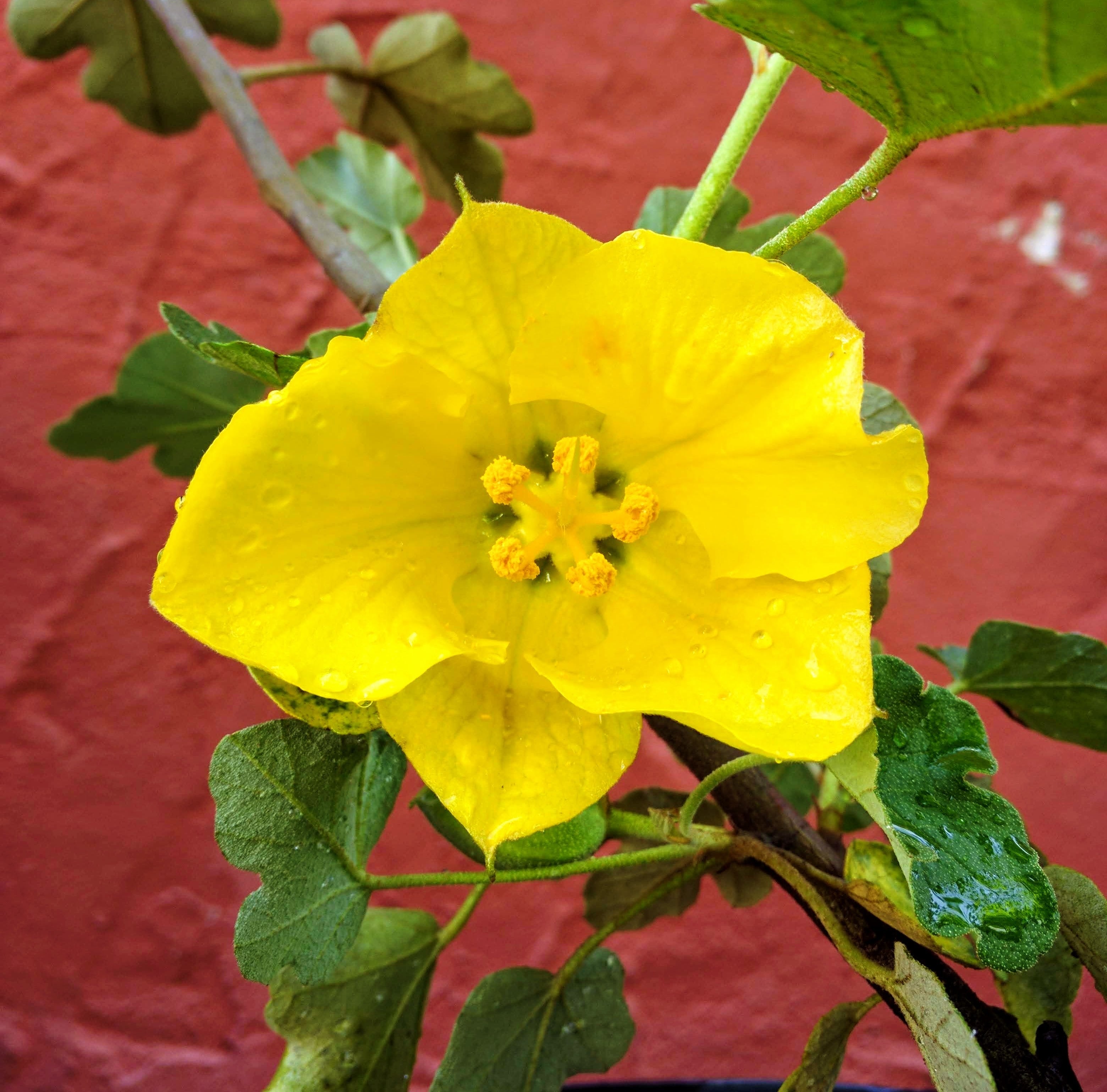 Fremontodendron Pacific Sunset Pacific Sunset Flannelbush fremontodendron-pacific-sunset-pacific-sunset-flannelbush