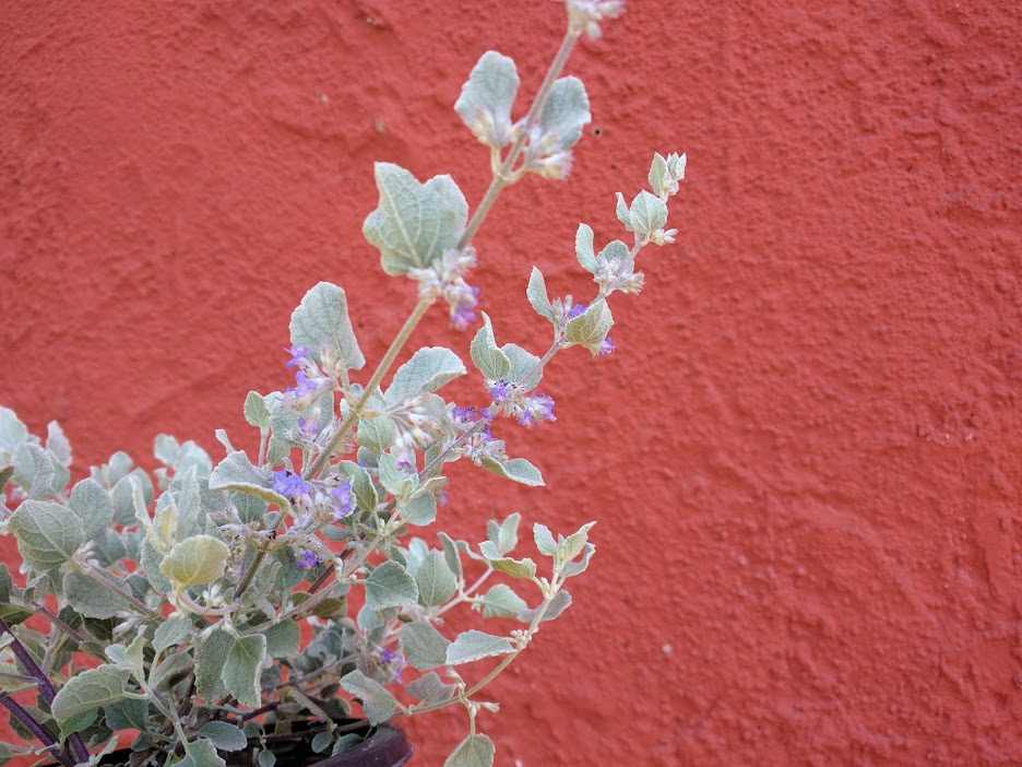 Condea emoryi 'Silver Lining' (syn. Hyptis emoryi) - 'Silver Lining' Desert Lavender
