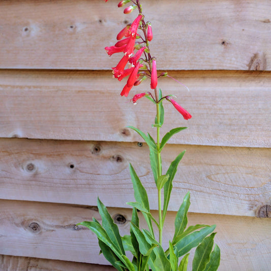 Penstemon eatonii - Firecracker Penstemon